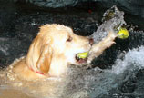 Tennis Ball Bonanza